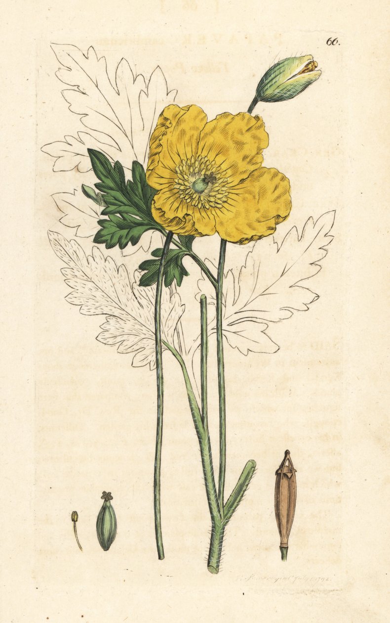 Sárga vagy walesi mák, Papaver cambricum (sárga mák). Kézzel színezett rézmetszet James Sowerby illusztrációja nyomán James Smith angol botanikájából, London alkotó: James Sowerby