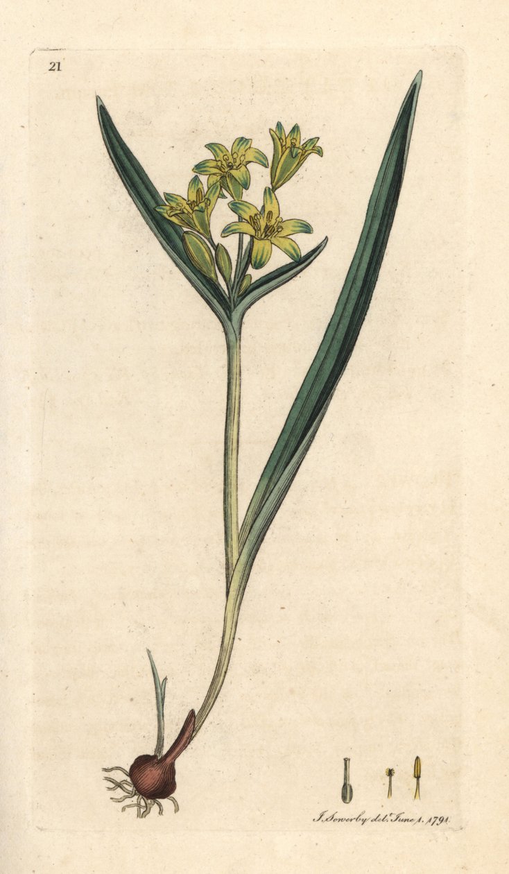 Betlehemi sárga csillag, Gagea lutea (Ornithogalum luteum) (gagee jaune) Kézi színű rézmetszet James Sowerby illusztrációja után James Smith angol botanikájából, London alkotó: James Sowerby