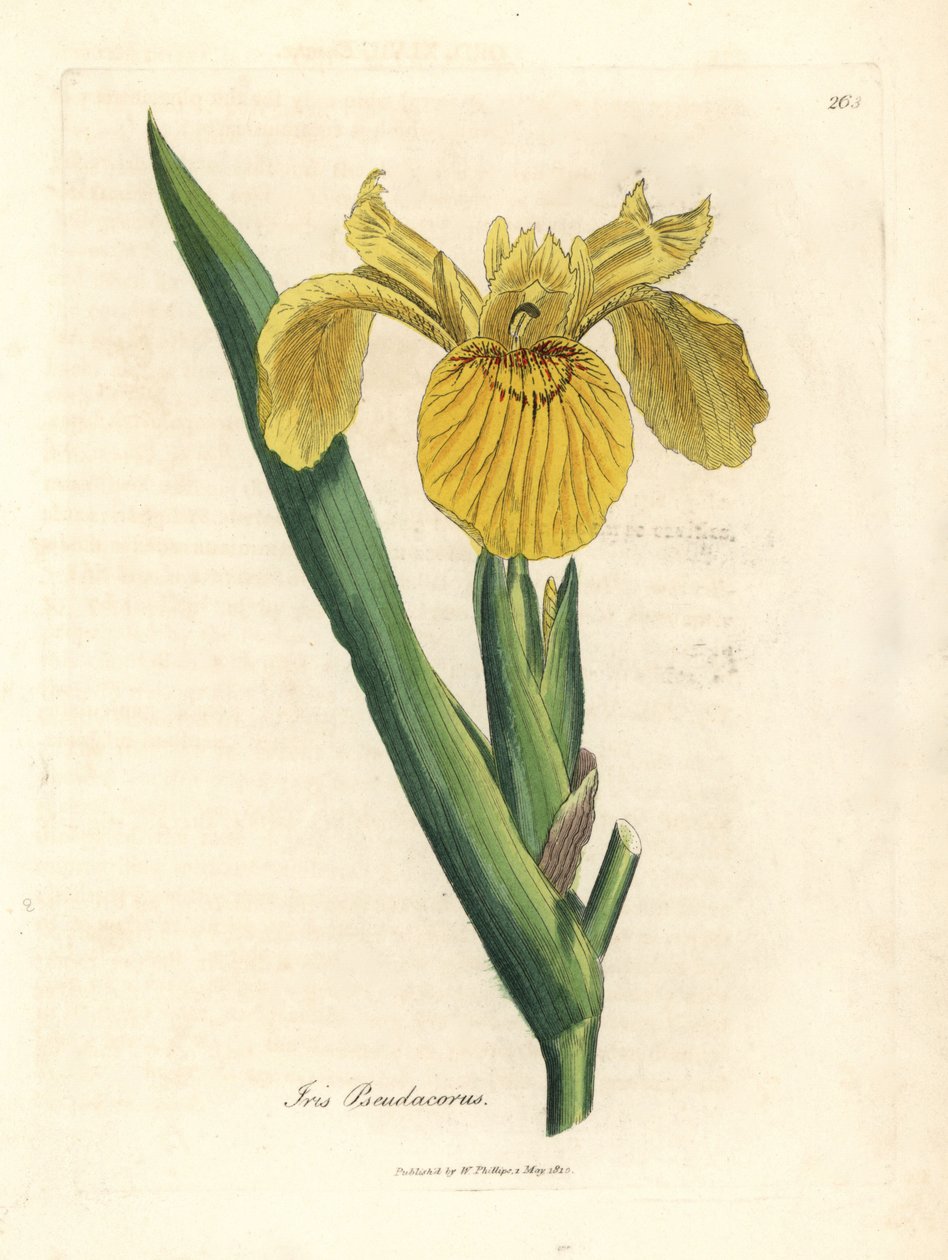 Sárga vízi zászló, Iris pseudacorus alkotó: James Sowerby