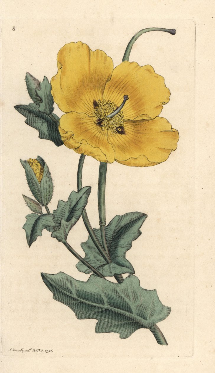 Sárgaszarvú mák, Glaucium flavum (Chelidonium glaucium) Kézi színű rézmetszet James Sowerby illusztrációja nyomán James Smith angol botanikájából, London alkotó: James Sowerby