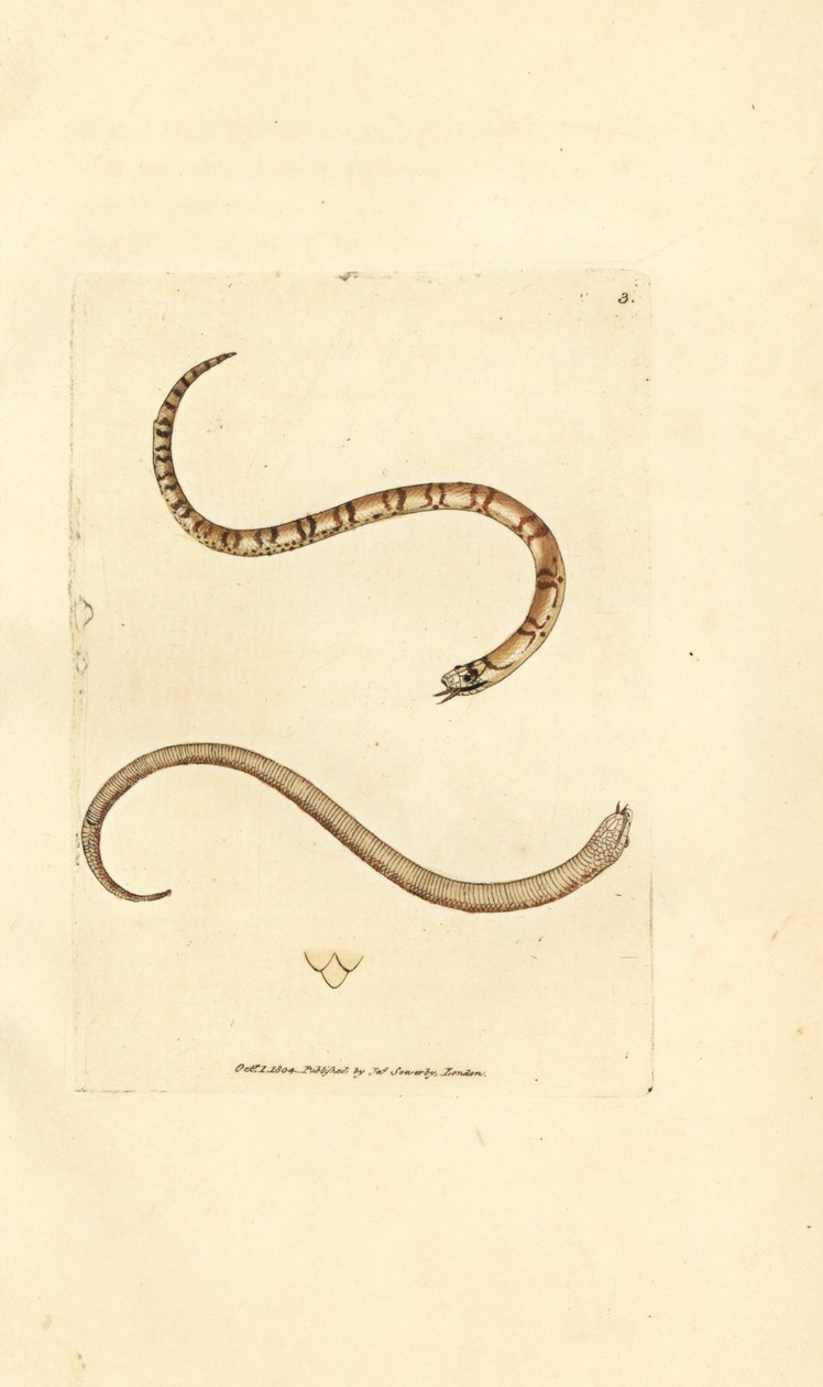 Fiatal sima kígyó, Coronella austriaca (Dumfriesshire kígyó, Coluber dumfrisiensis). James Sowerby kézi színű rézmetszete a The British Miscellany-ból, vagy új, ritka vagy kevéssé ismert állattémák színes figurái. alkotó: James Sowerby
