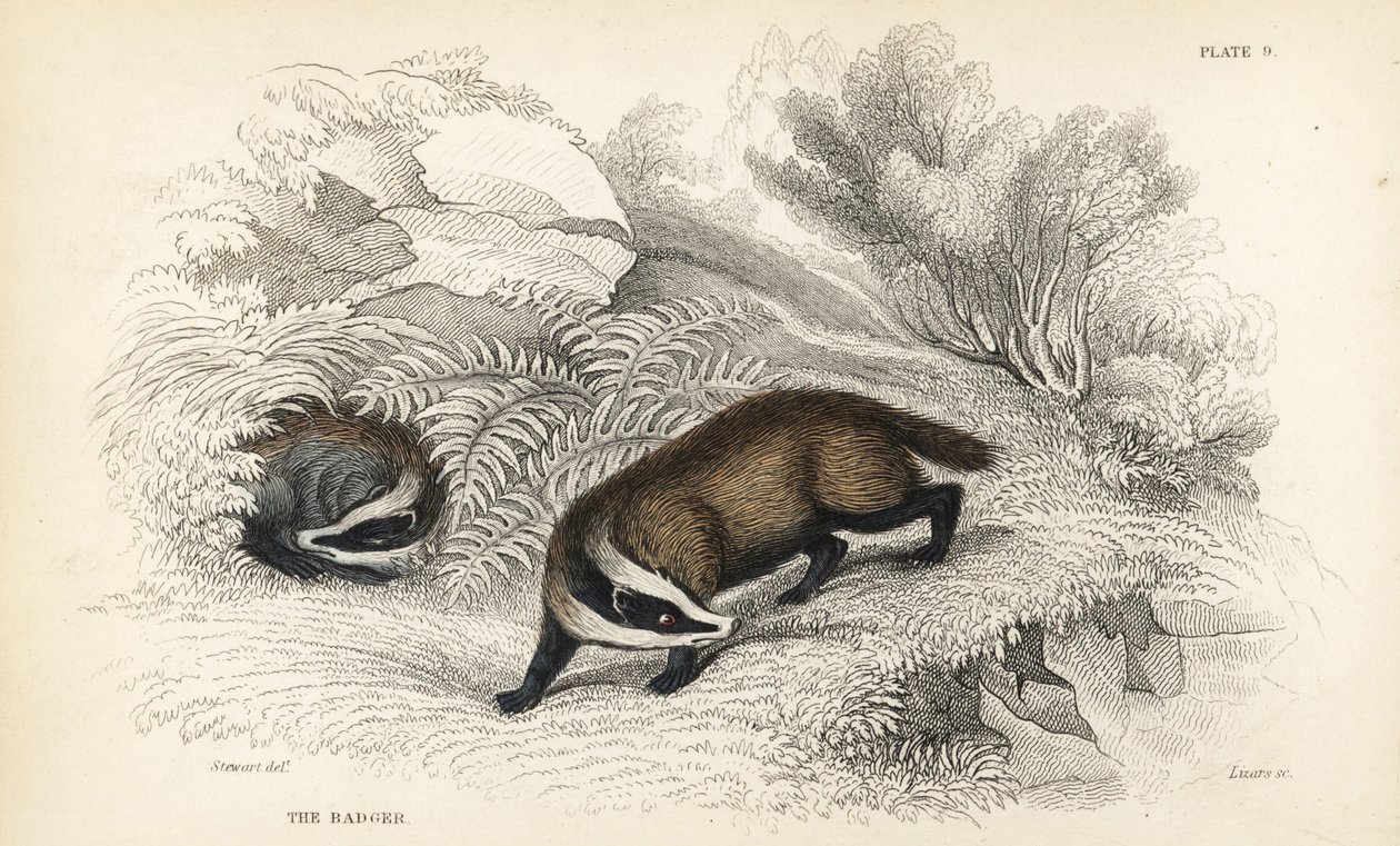 borz, Meles meles (Meles taxus). Lizars kézi színű acélmetszet James Stewart illusztrációja nyomán William Jardine Naturalist