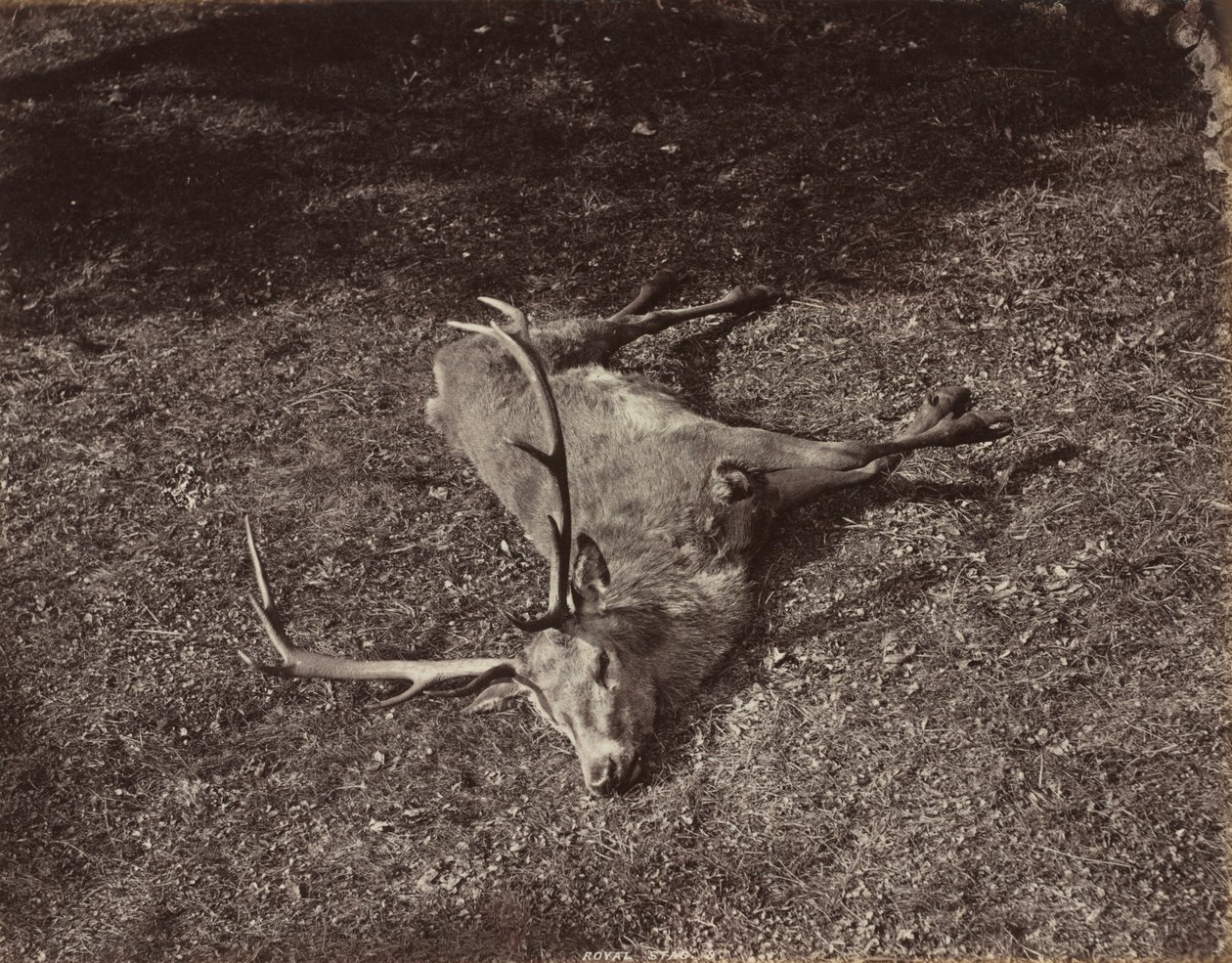A királyi szarvas c. 1870. alkotó: James Valentine