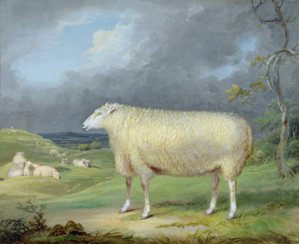 Egy Border Leicester Ewe (olaj, vászon) alkotó: James Ward