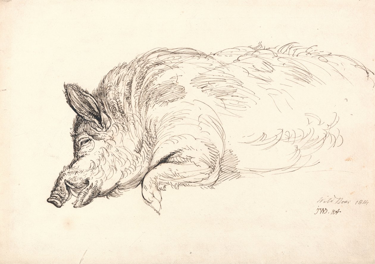 Egy vaddisznó, alszik vagy döglött, 1814 alkotó: James Ward
