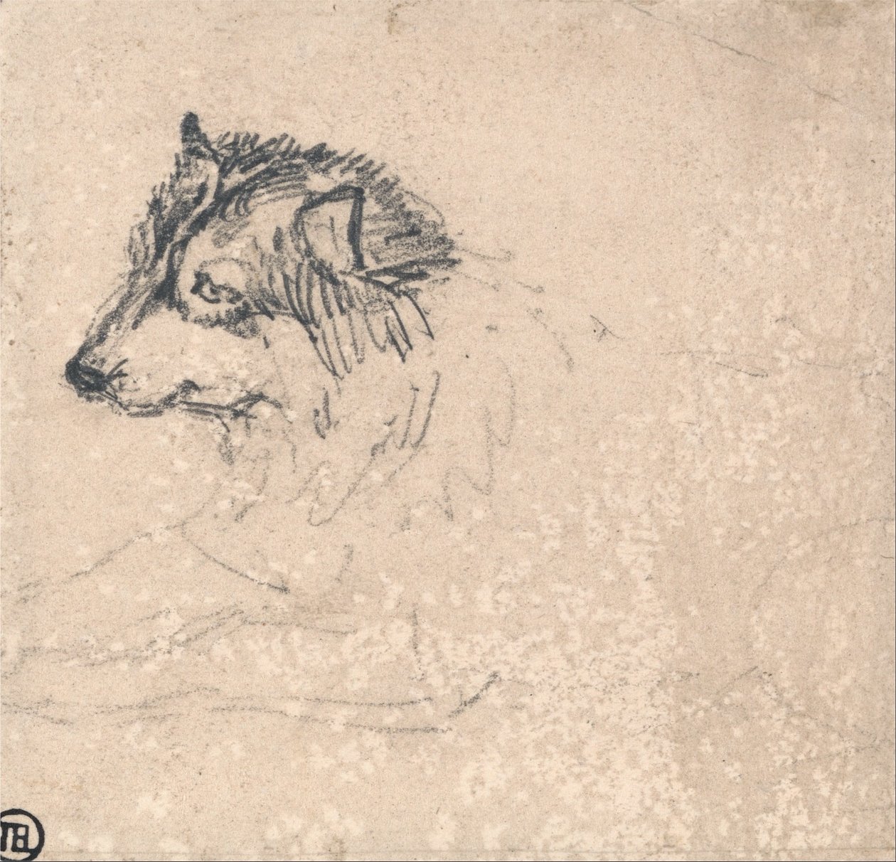 Sarkkutya, balra néző alkotó: James Ward