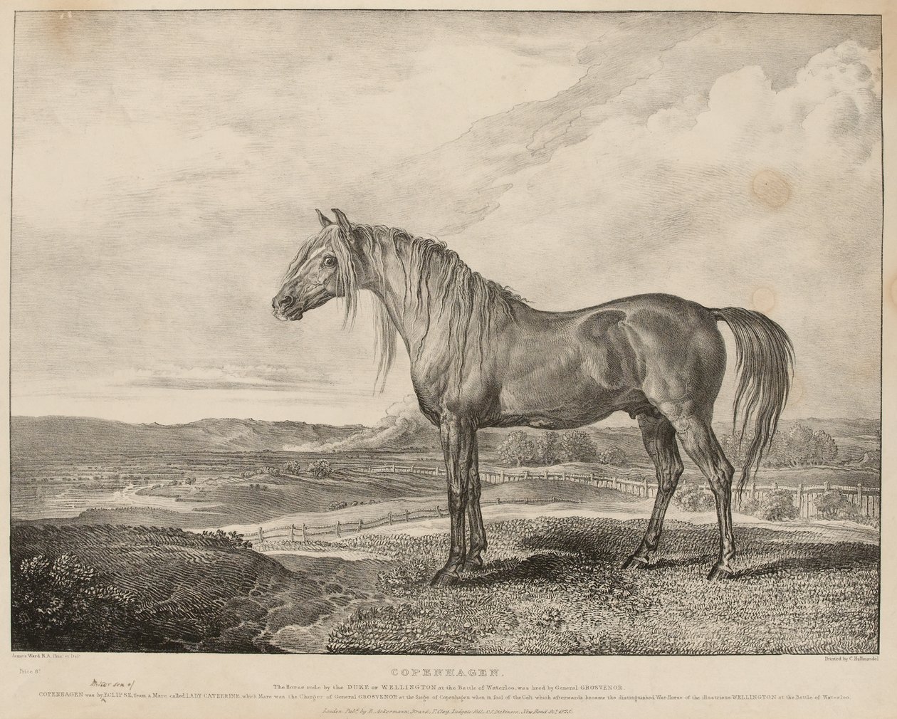„Koppenhága A lovat Wellington hercege lovagolta meg a waterlooi csatában, Grosvenor tábornok tenyésztette”, 1824 körül (kőnyomat) alkotó: James Ward