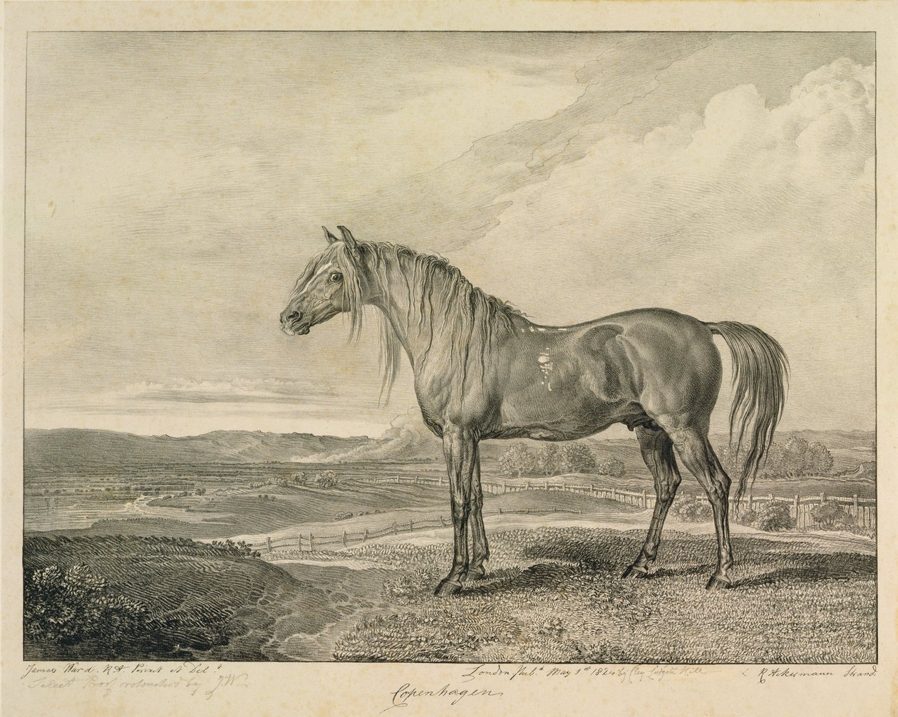 Koppenhága, a „Celebrated Horses” című sorozatból, a művész által kiadott tizennégy versenynyomatból, 1823-24 alkotó: James Ward