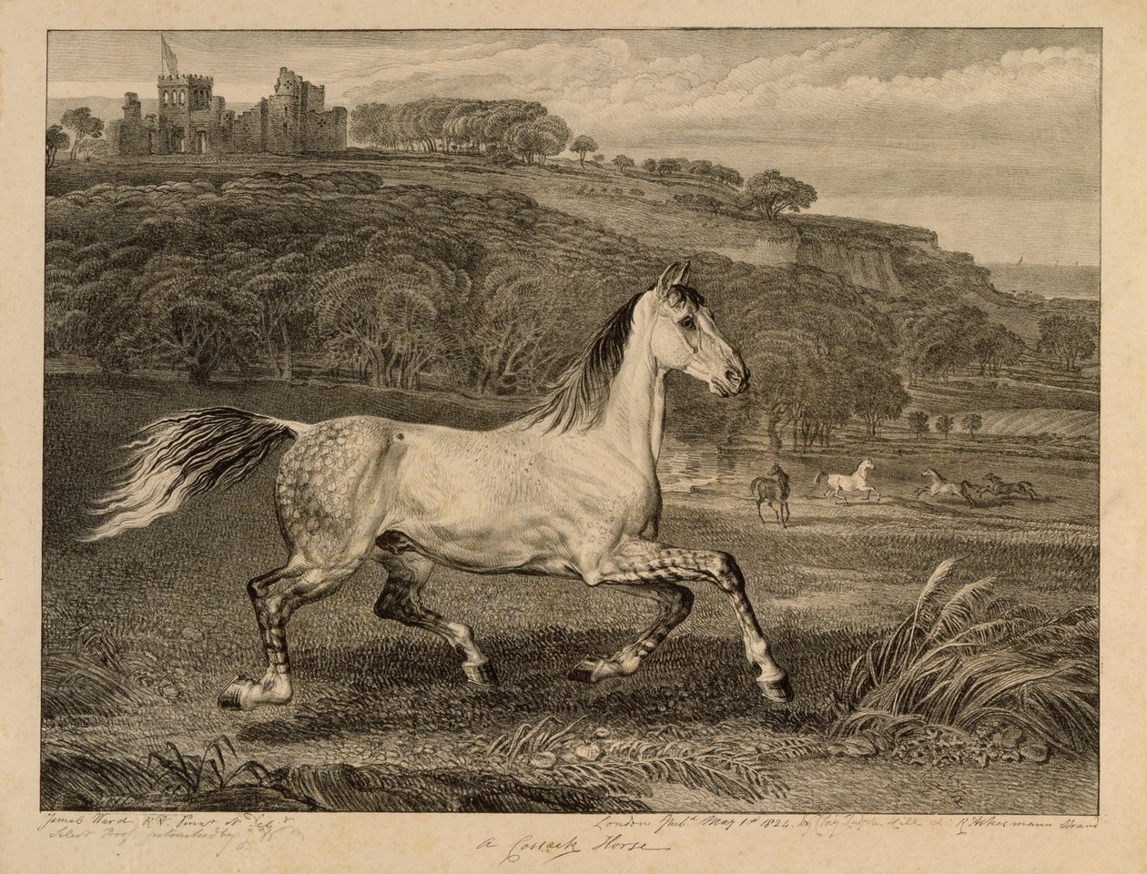 Cossack Horse, a Celebrated Horses-ból, a művész által kiadott tizennégy versenynyomatból álló készlet, 1823-24 alkotó: James Ward
