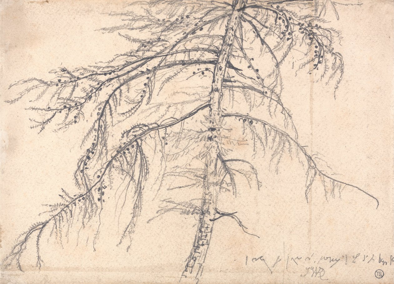 vörösfenyő alkotó: James Ward