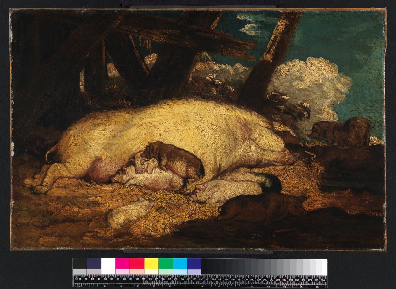 Sertés, 1793 előtt nem alkotó: James Ward