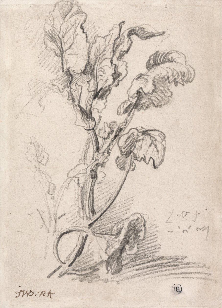 Növényi tanulmány alkotó: James Ward