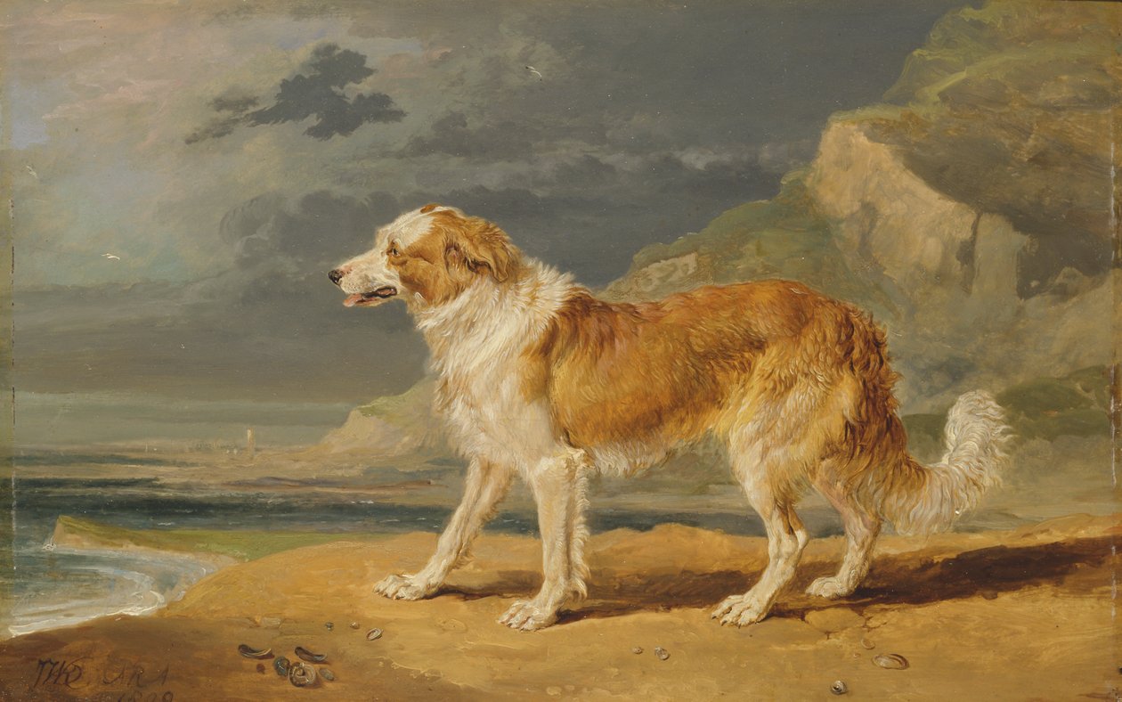 Durva szőrű collie alkotó: James Ward