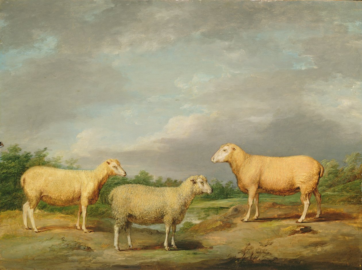 Ryelands Sheep, a King