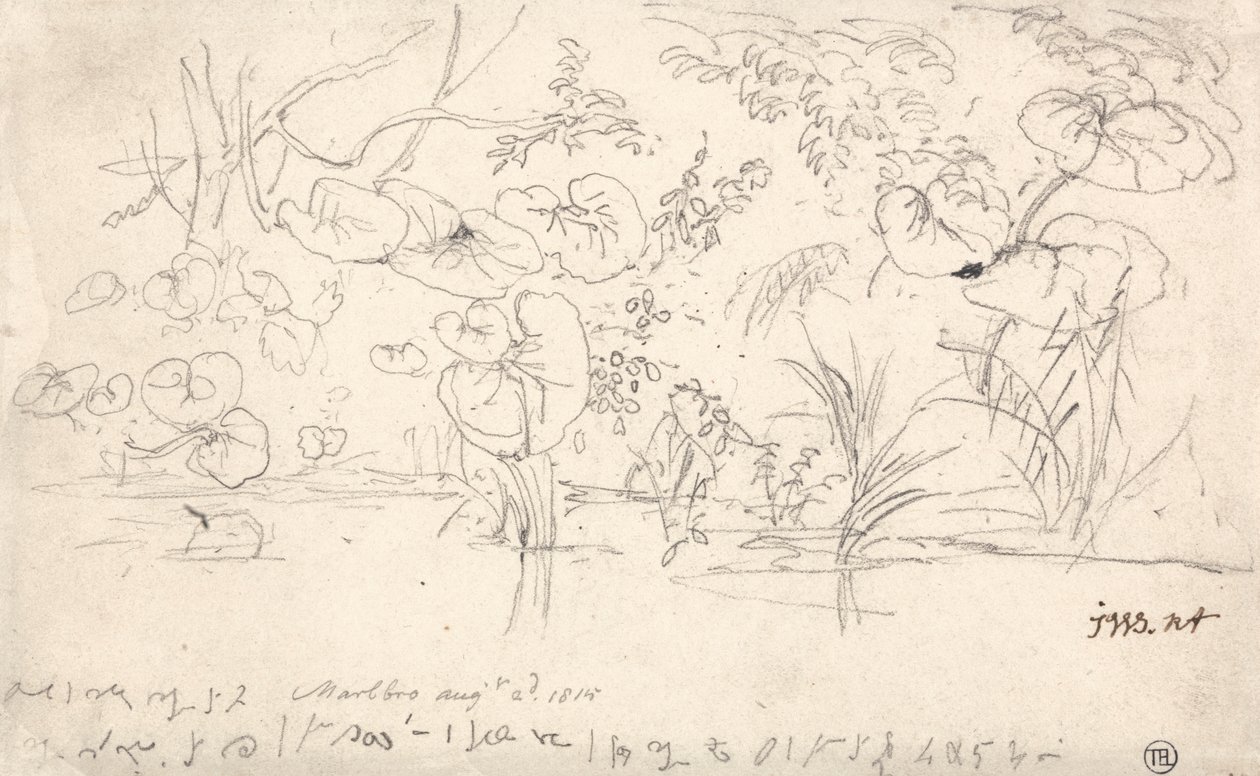 Növénytanulmányok, 1815. augusztus 2 alkotó: James Ward