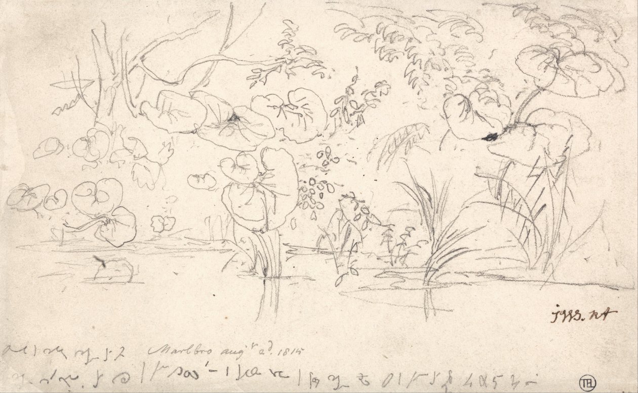 Tanulmányok a növényekről, 1815. augusztus 2. alkotó: James Ward