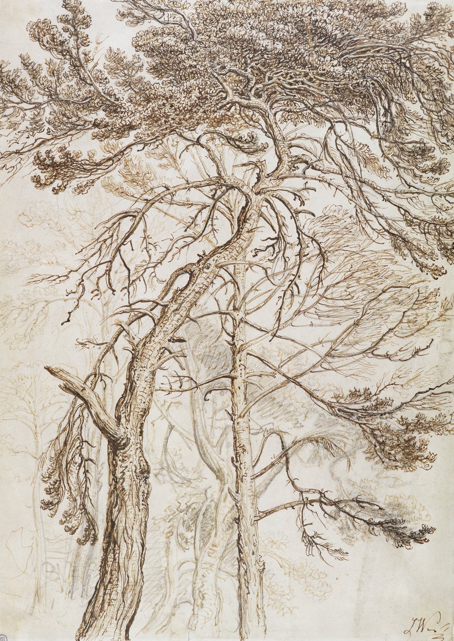 Fák tanulmányozása (toll, tinta és ceruza papíron) alkotó: James Ward