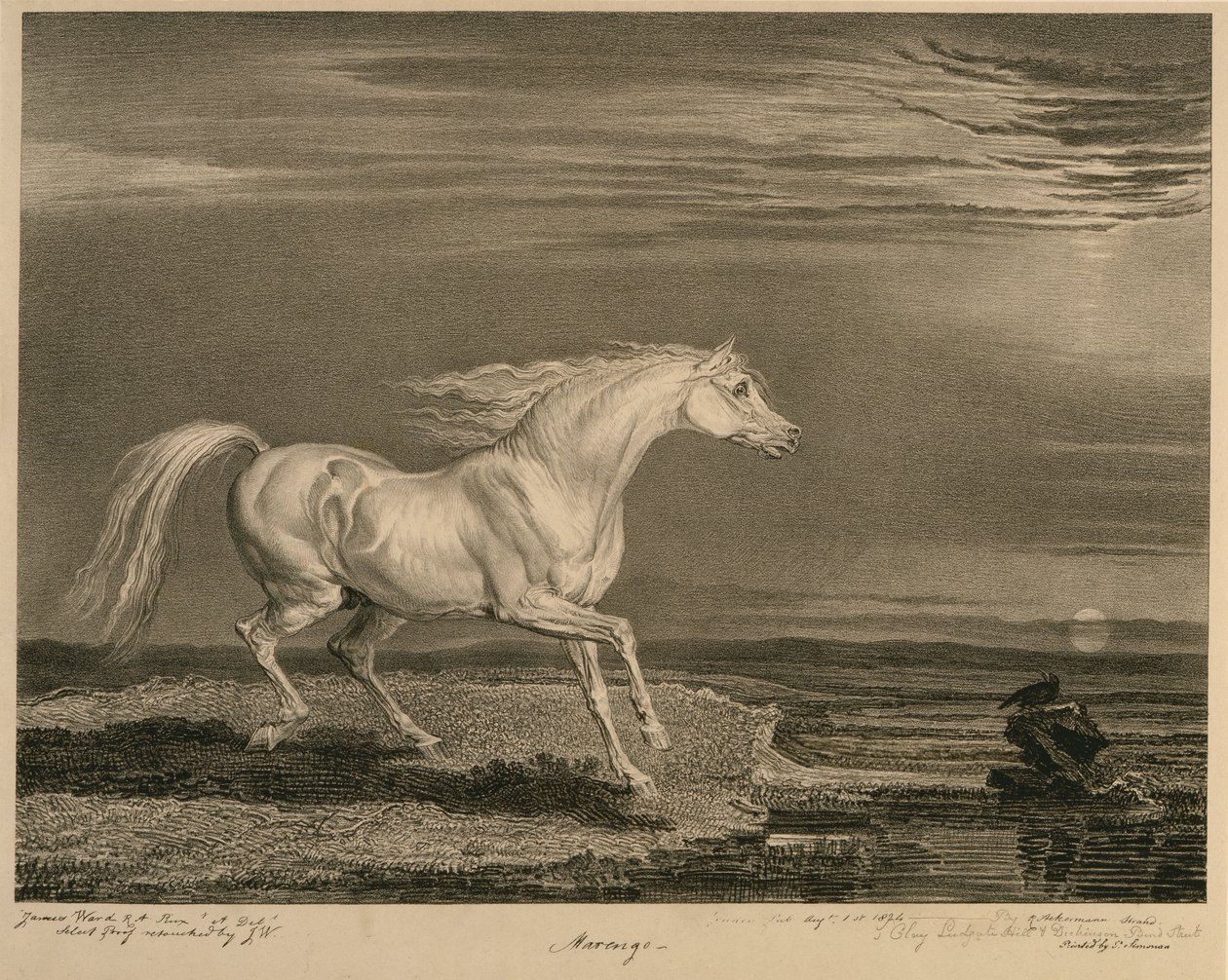 Marengo, a Celebrated Horses-ból, a művész által kiadott tizennégy versenynyomatból álló készlet, 1823-24 alkotó: James after Ward