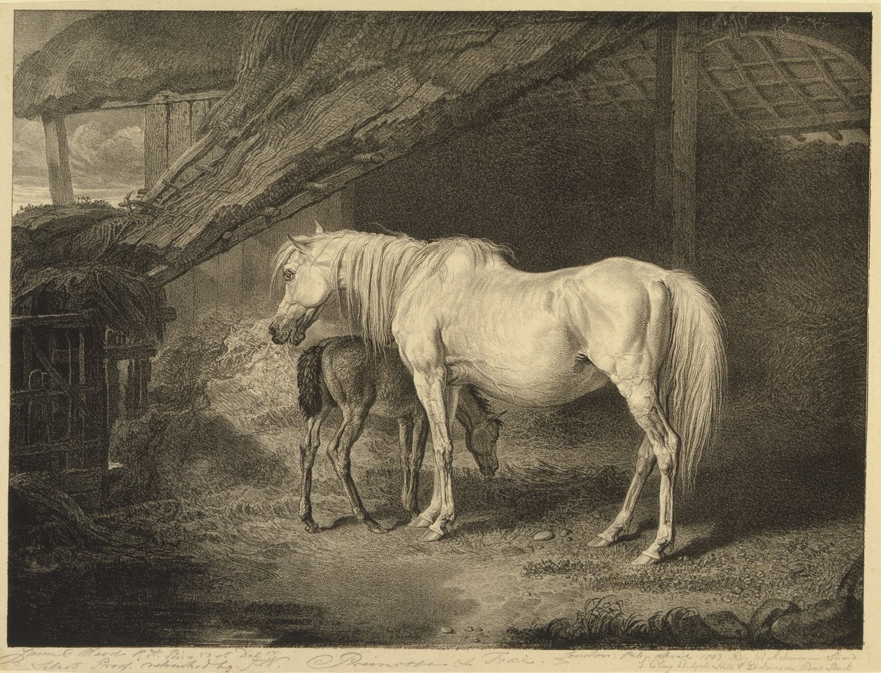 Primrose and Foal, a Celebrated Horses-ból, a művész által kiadott tizennégy versenynyomatból álló készlet, 1823-24 alkotó: James after Ward