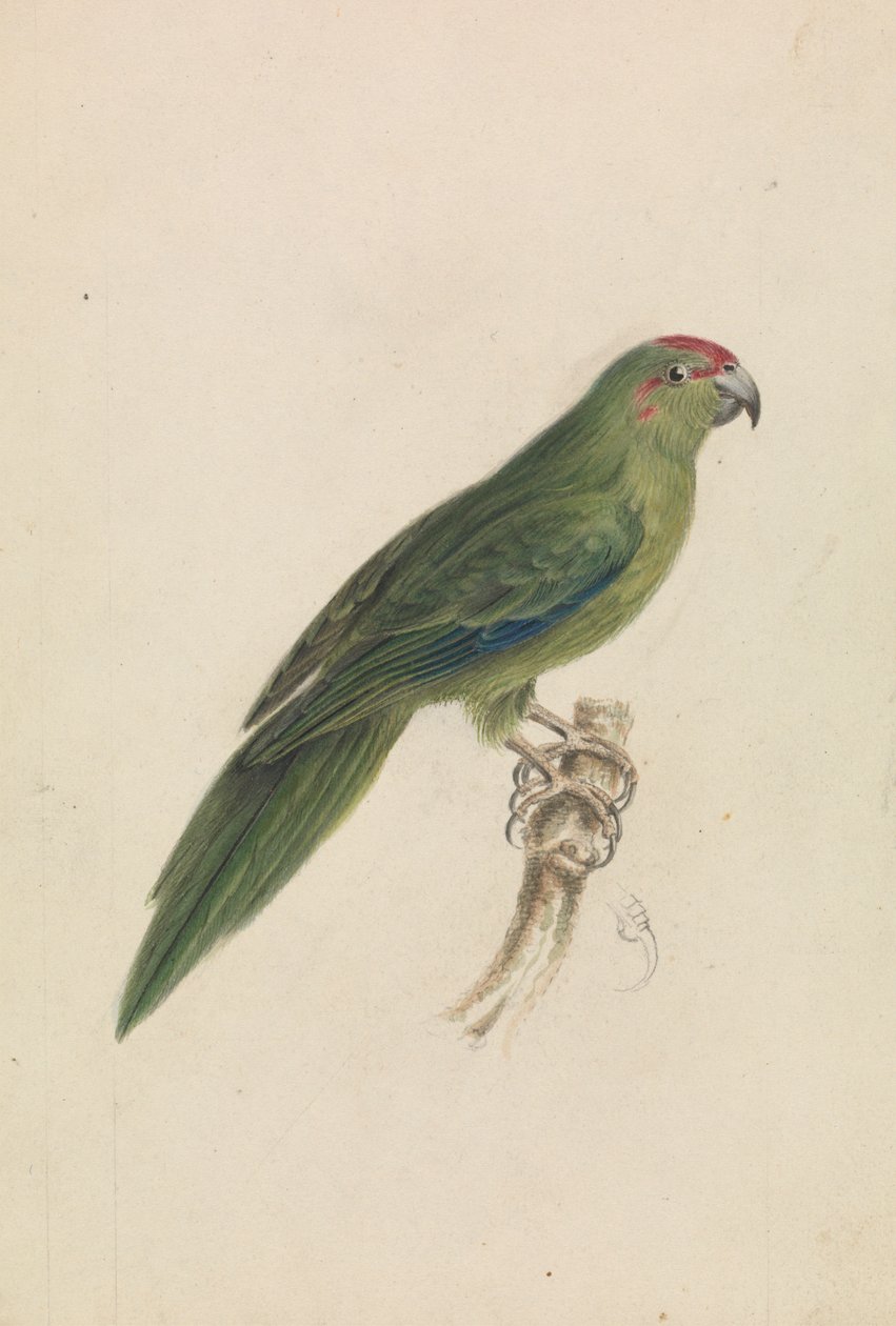 Papagáj alkotó: James de Carle Sowerby