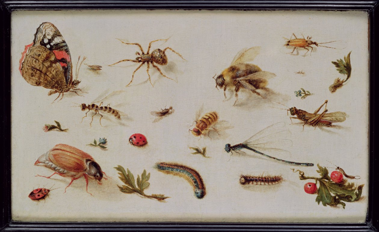 Tanulmány a rovarokról alkotó: Jan the Elder Brueghel