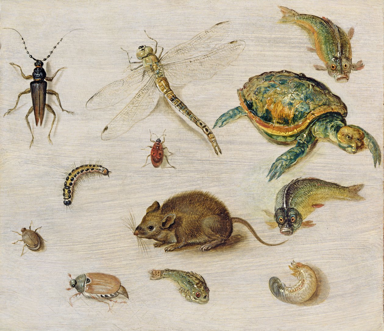 Tanulmány rovarokról, tengeri élőlényekről és egy egérről alkotó: Jan the Elder Brueghel