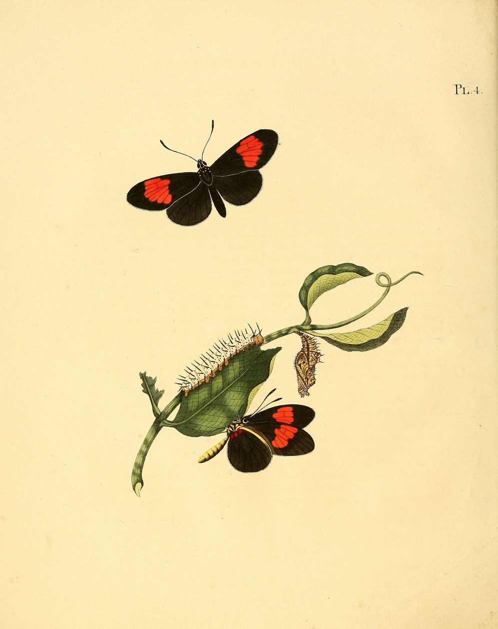 Heliconius melpomene alkotó: Jan Christiaen Sepp