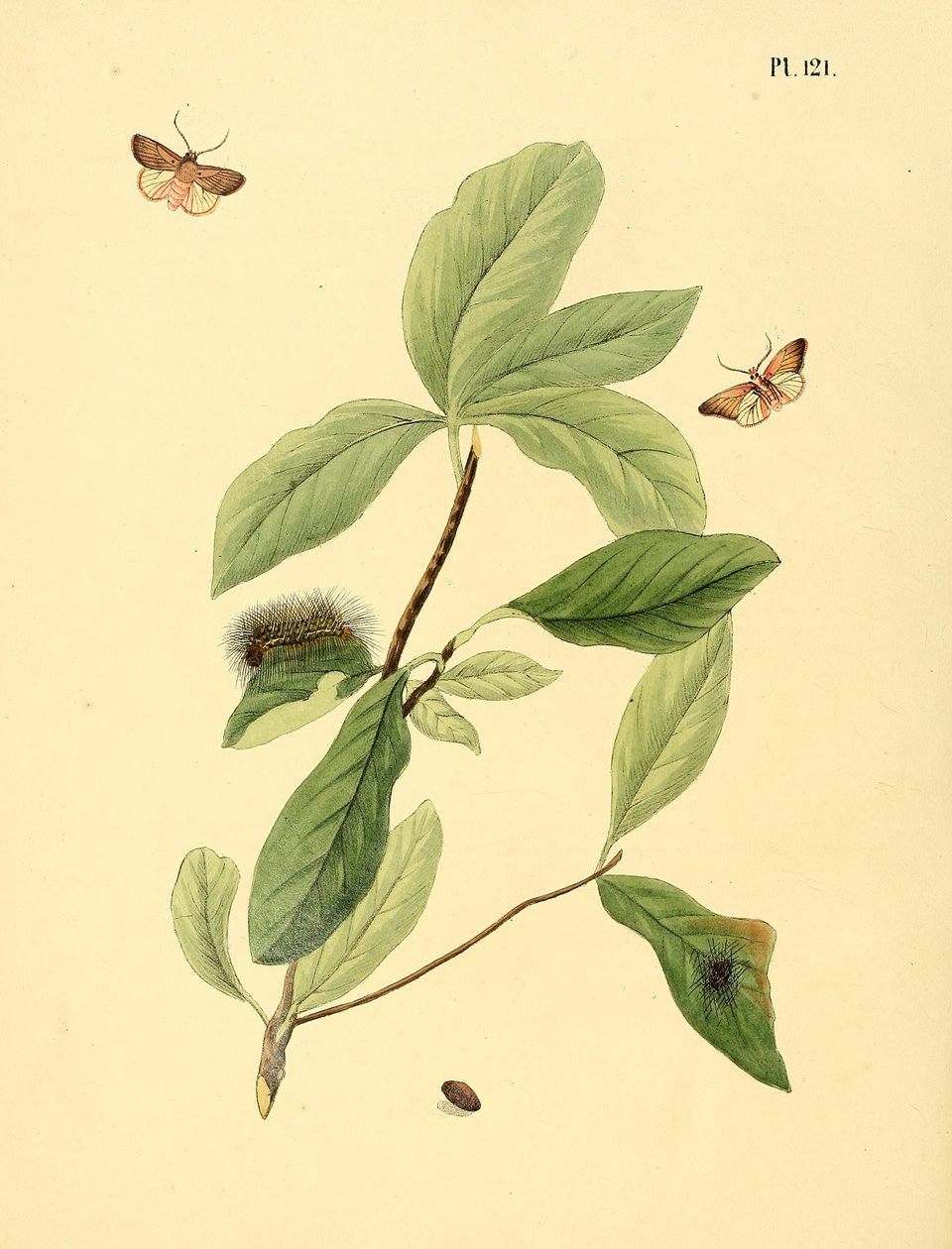 Illusztráció: azonosítatlan pillangó, leírása: Phalaena elaeodendri
 alkotó: Jan Christiaen Sepp