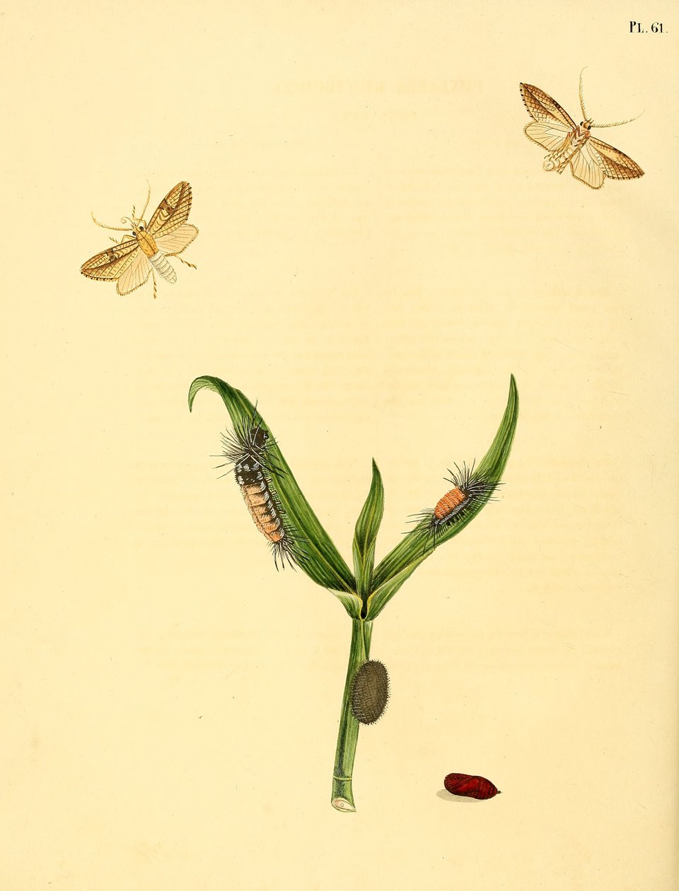 azonosítatlan pillangó, Phalaena rhomboidea néven alkotó: Jan Christiaen Sepp