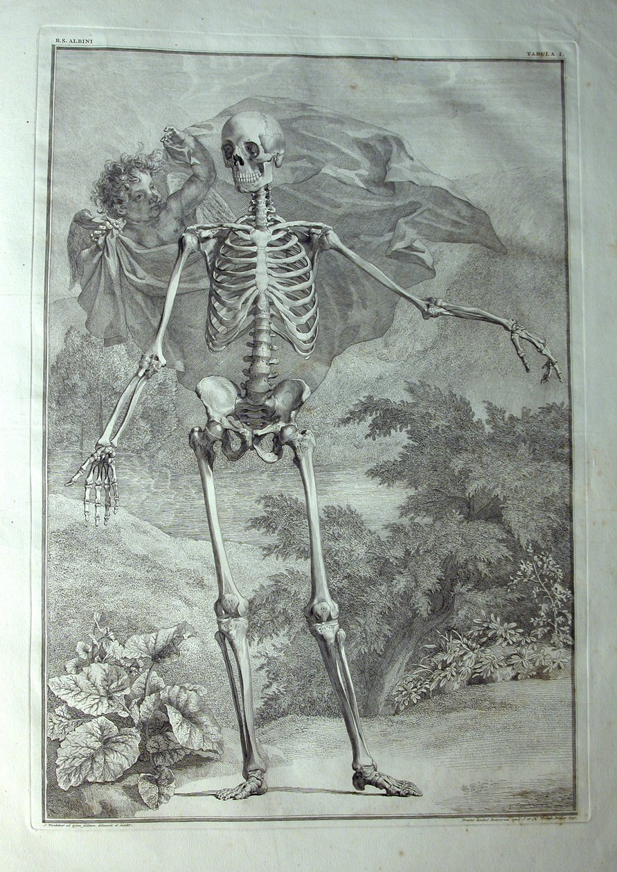 Albinus I, Pl. I: Csontváz, illusztráció az „Az emberi test vázizomzatai” című művéből, Bernhard Siegfried Albinus (1697-1770), kiadó: J.undH. Verbeek, bibliop., Leiden, 1740 alkotó: Jan Wandelaar