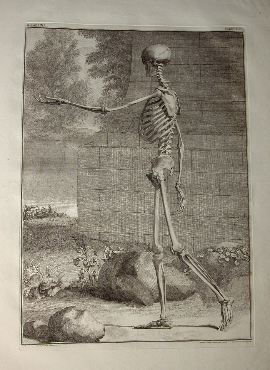 Albinus I, Pl. III: Csontváz, illusztráció Bernhard Siegfried Albinus (1697-1770) "Tabulae sceleti et musculorum corporis humani" című művéből, kiadó: J.undH. Verbeek, bibliop., Leiden, 1747 (metszet). alkotó: Jan Wandelaar