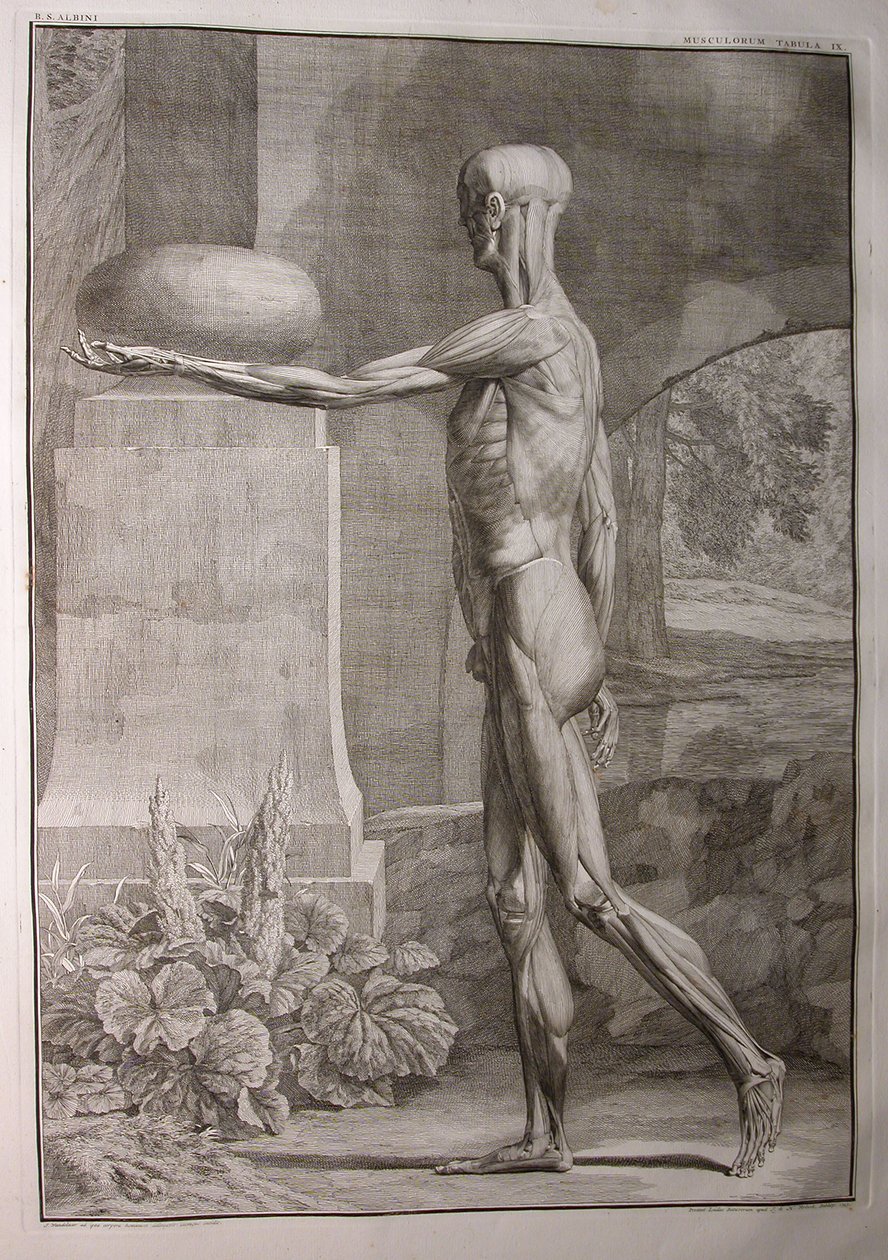 Albinus I, Pl. IX.: Izomzat, illusztráció: „Az emberi test vázizomzata”, Bernhard Siegfried Albinus (1697-1770), kiadó: J.undH. Verbeek, bibliop., Leiden, 1743 alkotó: Jan Wandelaar
