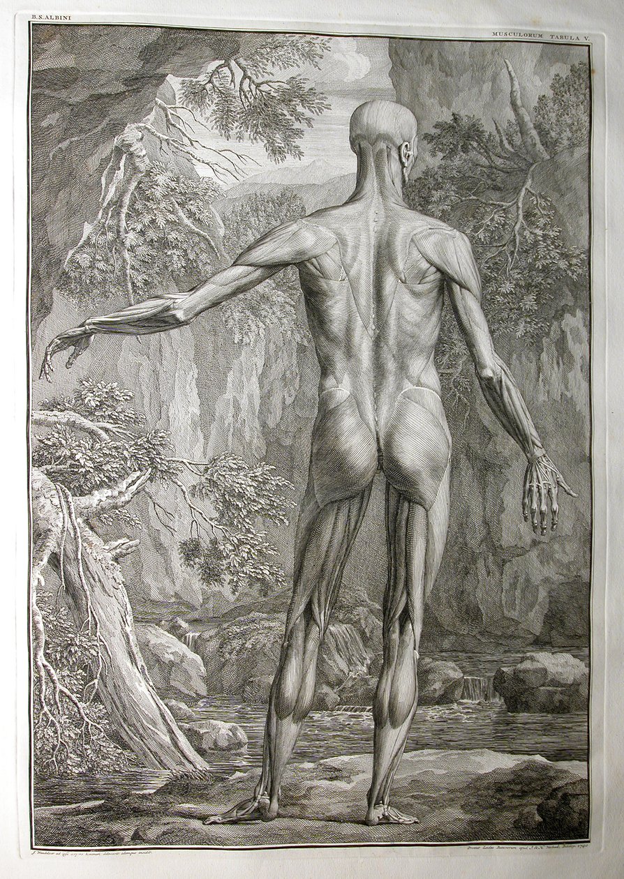 Albinus I, Pl. V: Izomzat, illusztráció: „Az emberi test vázizomzata”, Bernhard Siegfried Albinus (1697-1770), kiadó: J.undH. Verbeek, bibliop., Leiden, 1740 (metszet) alkotó: Jan Wandelaar