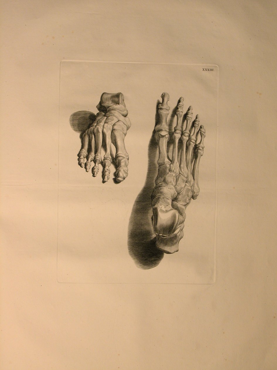 Albinus II, Pl. 33: Egy láb csontváza, illusztrációja az „Emberi csontok táblázataiból”, Bernhard Siegfried Albinus (1697-1770), kiadó: J.undH. Verbeek, bibliop. 1753, Leiden, 1729-1753 alkotó: Jan Wandelaar