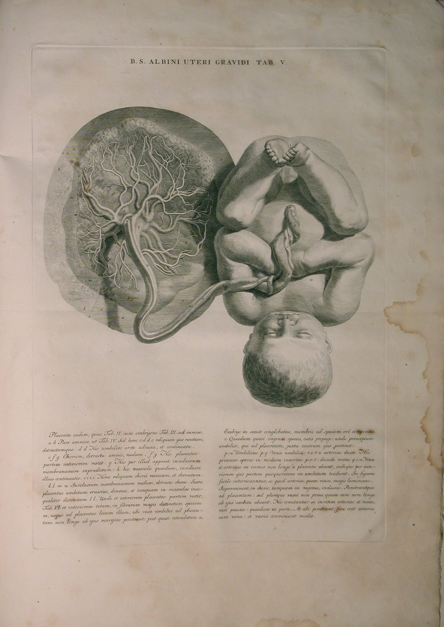 Albinus, Uterus II, Pl. V, illusztráció az „Emberi csontok táblázataiból”, Bernhard Siegfried Albinus (1697-1770), kiadó: J.undH. Verbeek, bibliop., Leiden, 1748 alkotó: Jan Wandelaar
