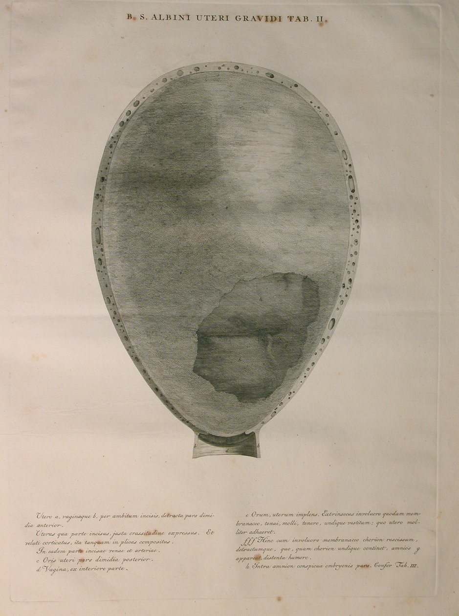 Albinus, Uterus, Pl. II, illusztráció Bernhard Siegfried Albinus (1697-1770) "Tabulae ossium humanorum" című művéből, kiadta: J.undH. Verbeek, bibliop., Leiden, 1753. alkotó: Jan Wandelaar