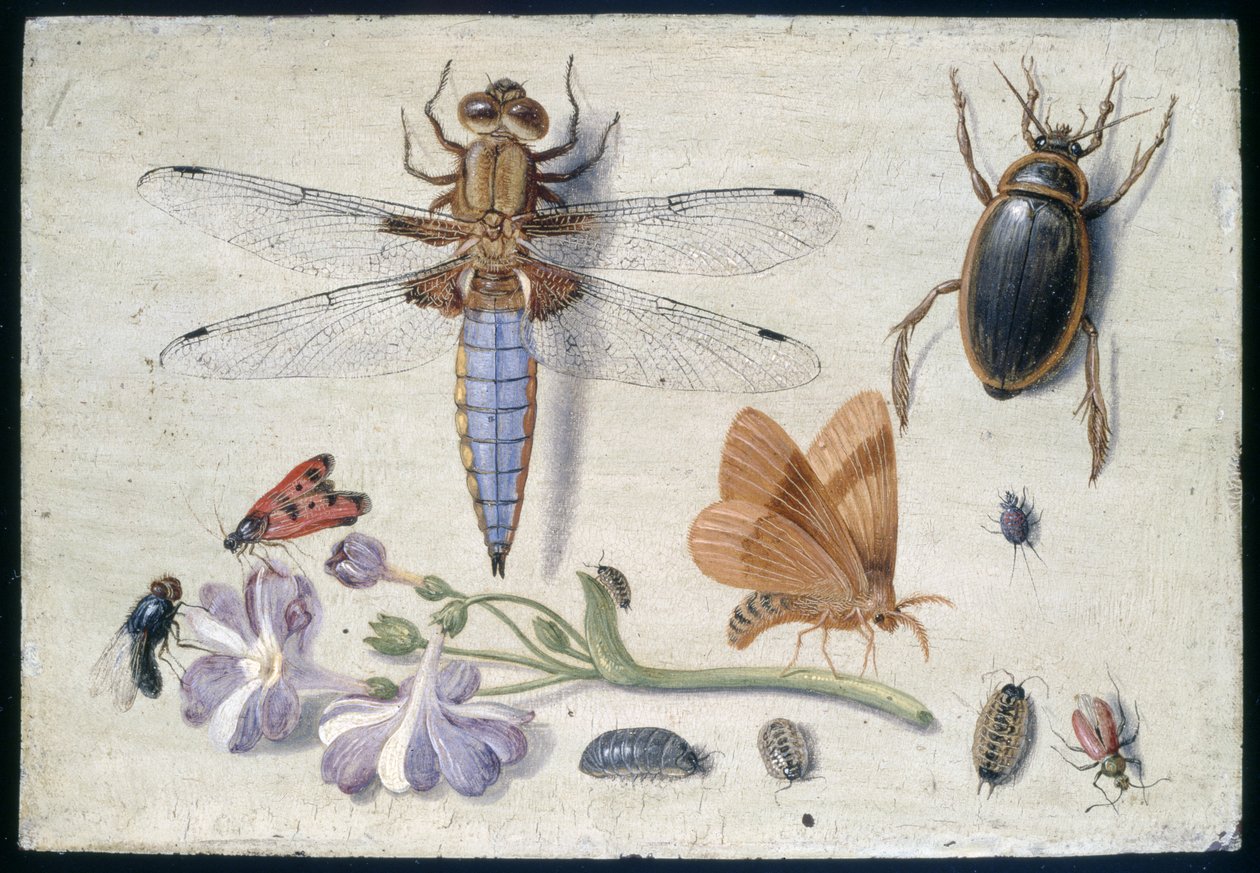 Kakasmarha, bogár, tetű és más rovarok, egy ággal a Auricula, 1650-es évek eleje (olaj, réz) alkotó: Jan van Kessel the Elder