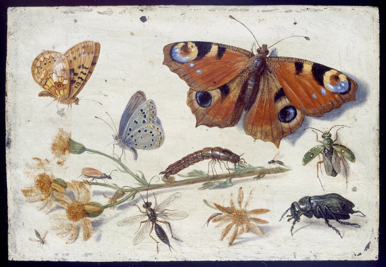 Három pillangó, egy bogár és más rovarok, parlagfű kivágással, 1650-es évek eleje (olaj, réz) alkotó: Jan van Kessel the Elder