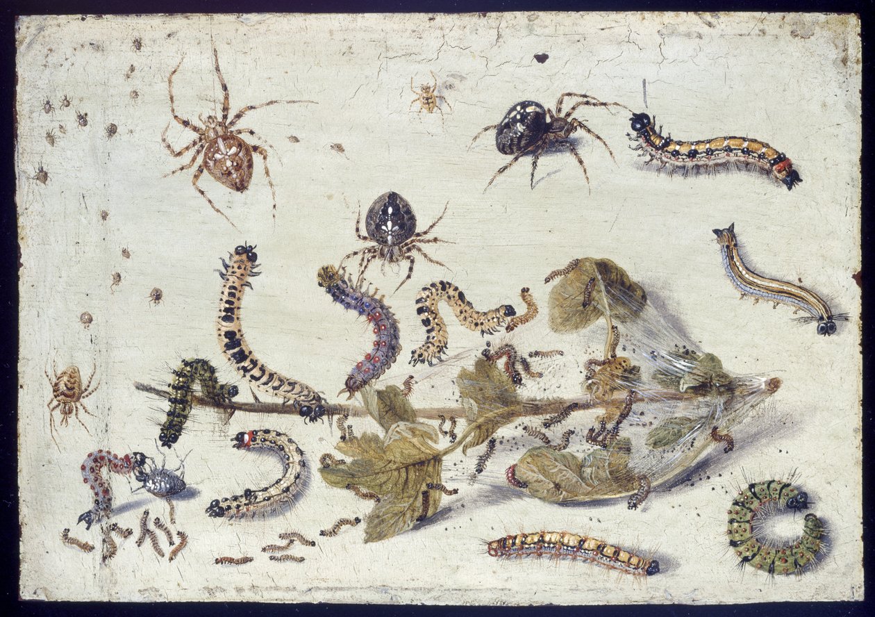 Különféle pókok és hernyók, egy ággal egres, 1650-es évek eleje (olaj, réz) alkotó: Jan van Kessel the Elder