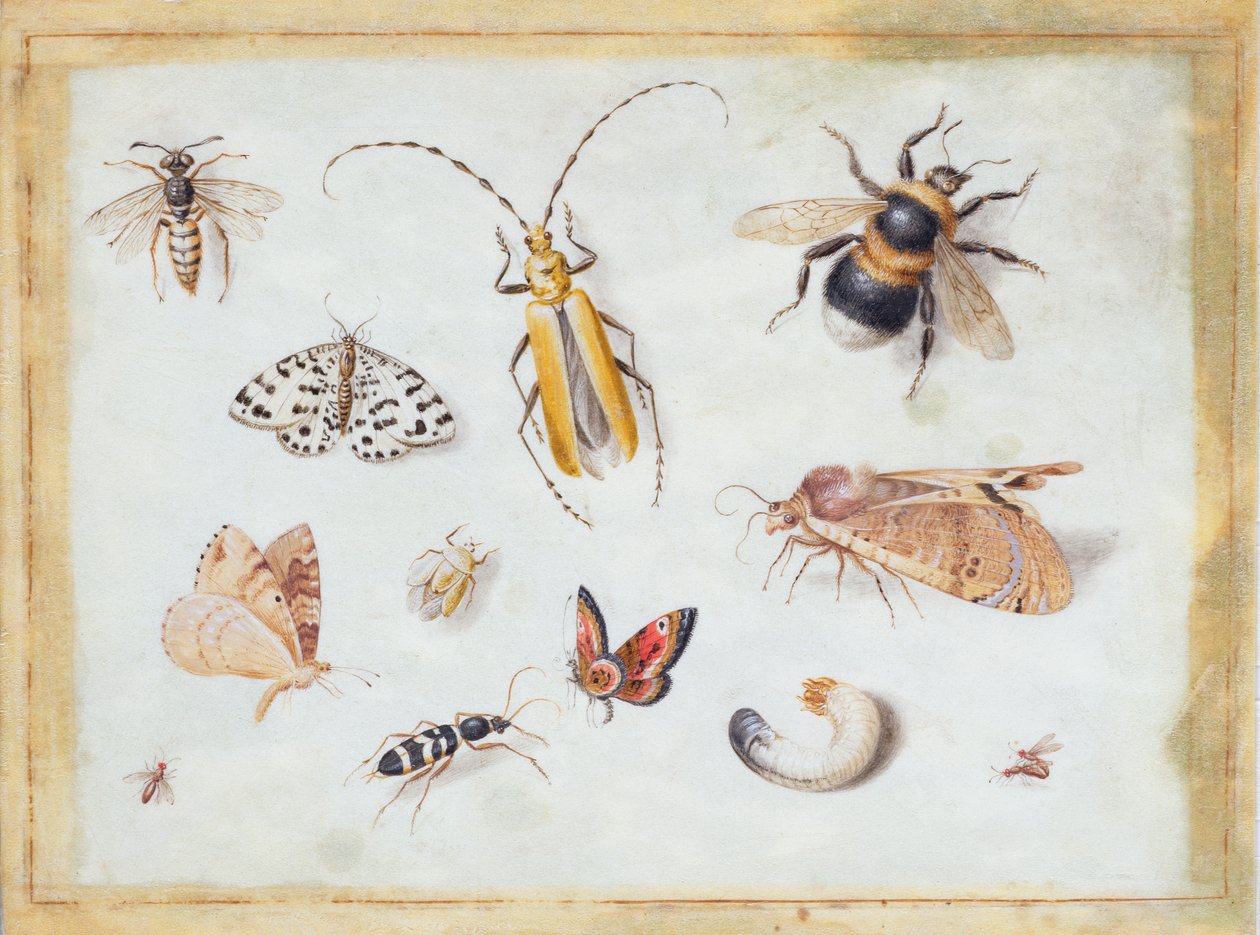 Tanulmány a pillangókról és más rovarokról (guache pergagyon) alkotó: Jan van Kessel the Elder
