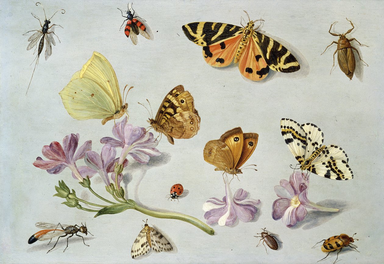 Pillangók, lepkék és más rovarok egy szál szárral (olaj a rézre) alkotó: Jan van Kessel the Elder