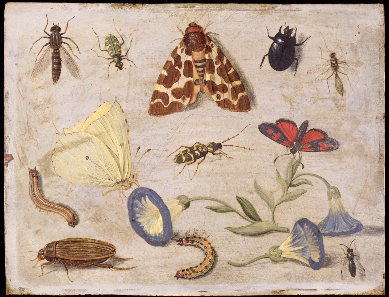 Rovarok (olaj a rézre) alkotó: Jan van Kessel the Elder