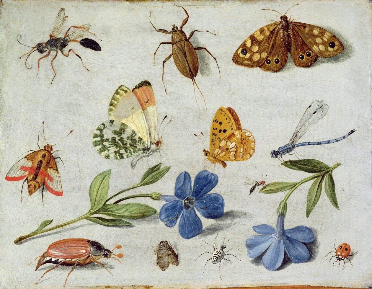 Rovarok (olaj a rézre) alkotó: Jan van Kessel the Elder
