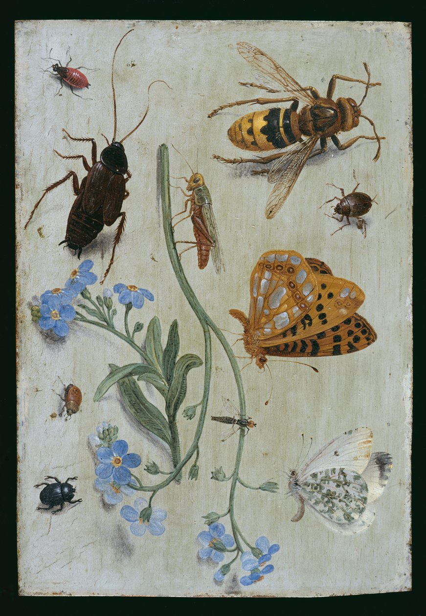 Rovarok (olaj, réz) alkotó: Jan van Kessel the Elder