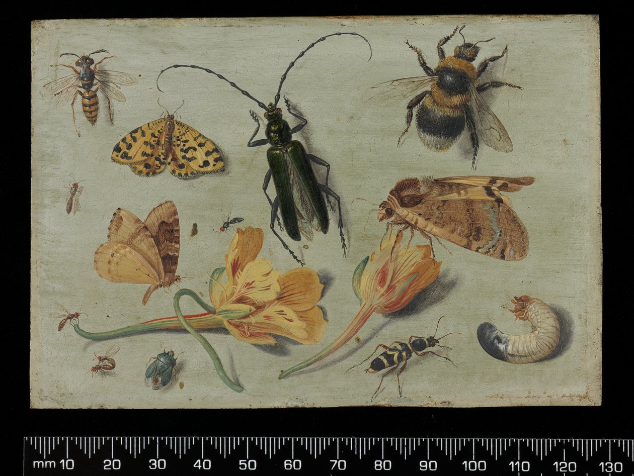 Rovarok (olaj a rézre) alkotó: Jan van Kessel the Elder