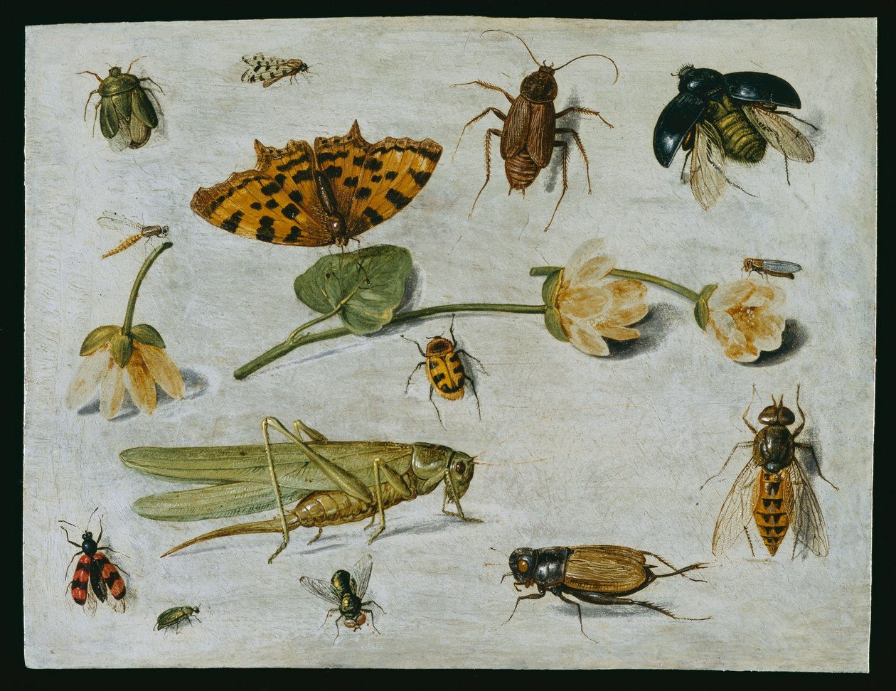 Rovarok (olaj a rézre) alkotó: Jan van Kessel the Elder