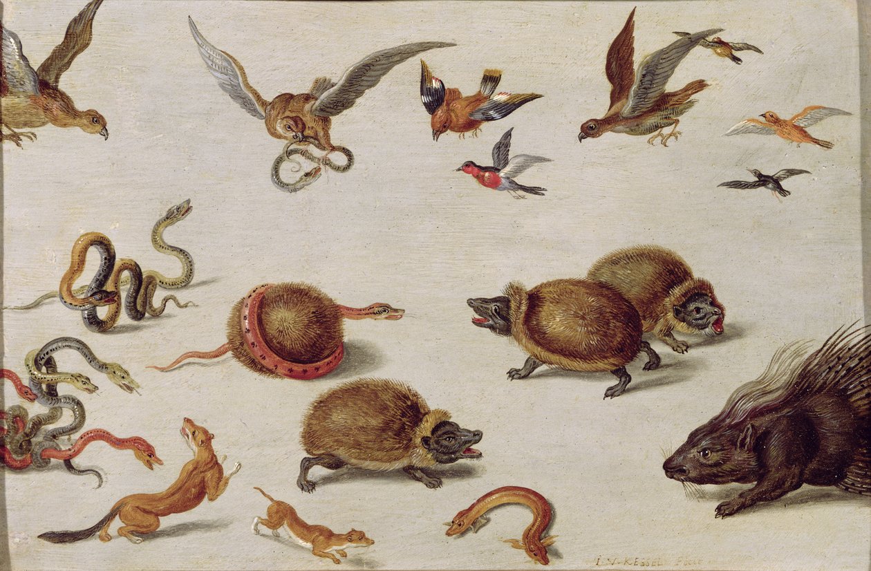 A kígyók ellenségei alkotó: Jan van Kessel the Elder