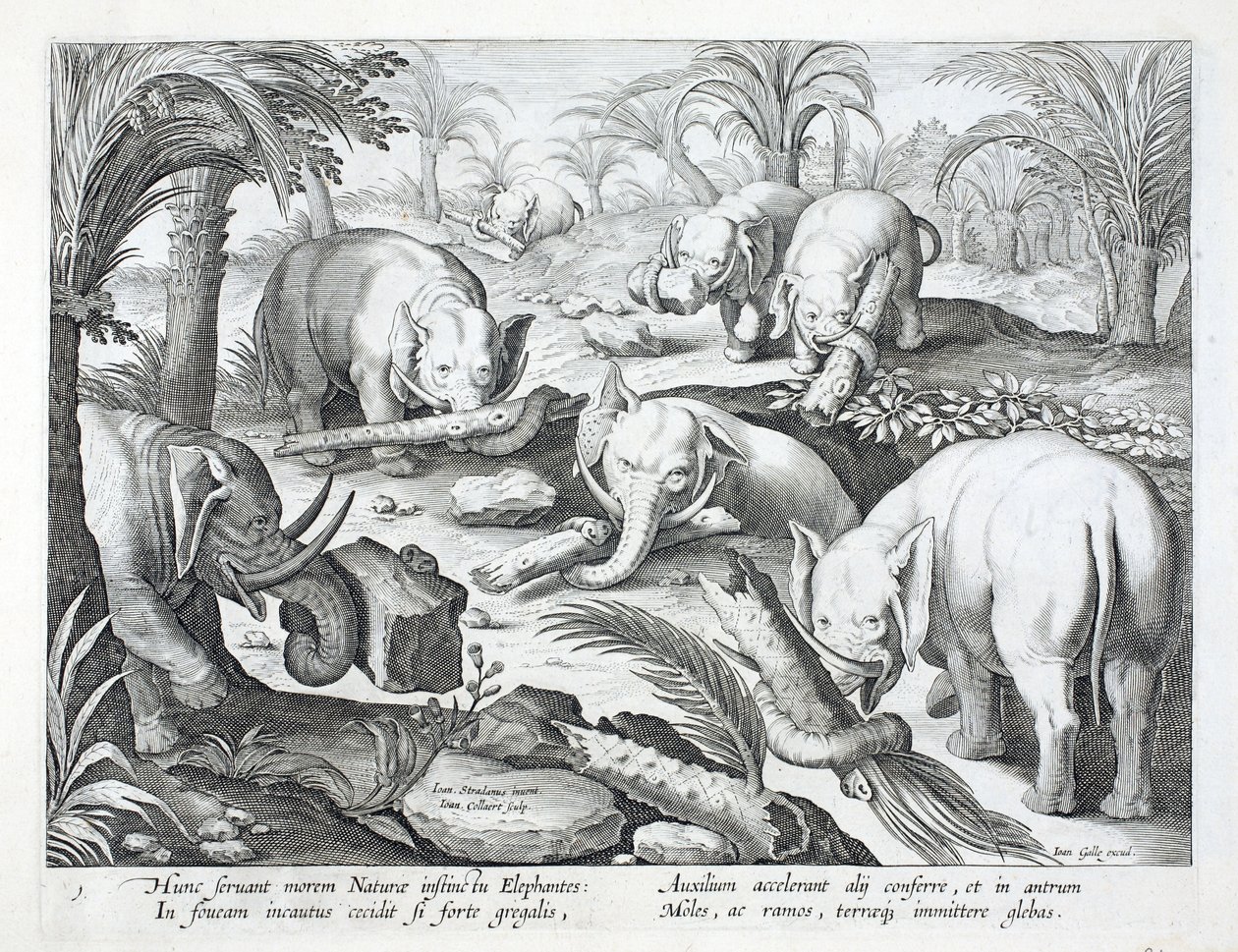 Egy elefántcsorda ösztönösen gödörcsapdát épít, illusztráció a „Venationes, Ferarum, Avium, Piscium” (A vadászatról: Vadállatok, madarak, halak) című könyvéből, Jan Collaert (1566-1628), kocsma. írta Philli alkotó: Jan van der Straet