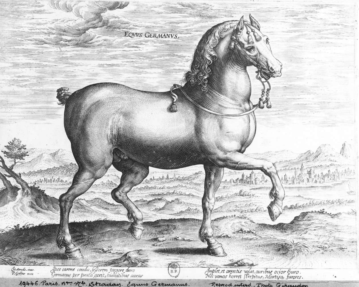 német ló alkotó: Jan van der Straet