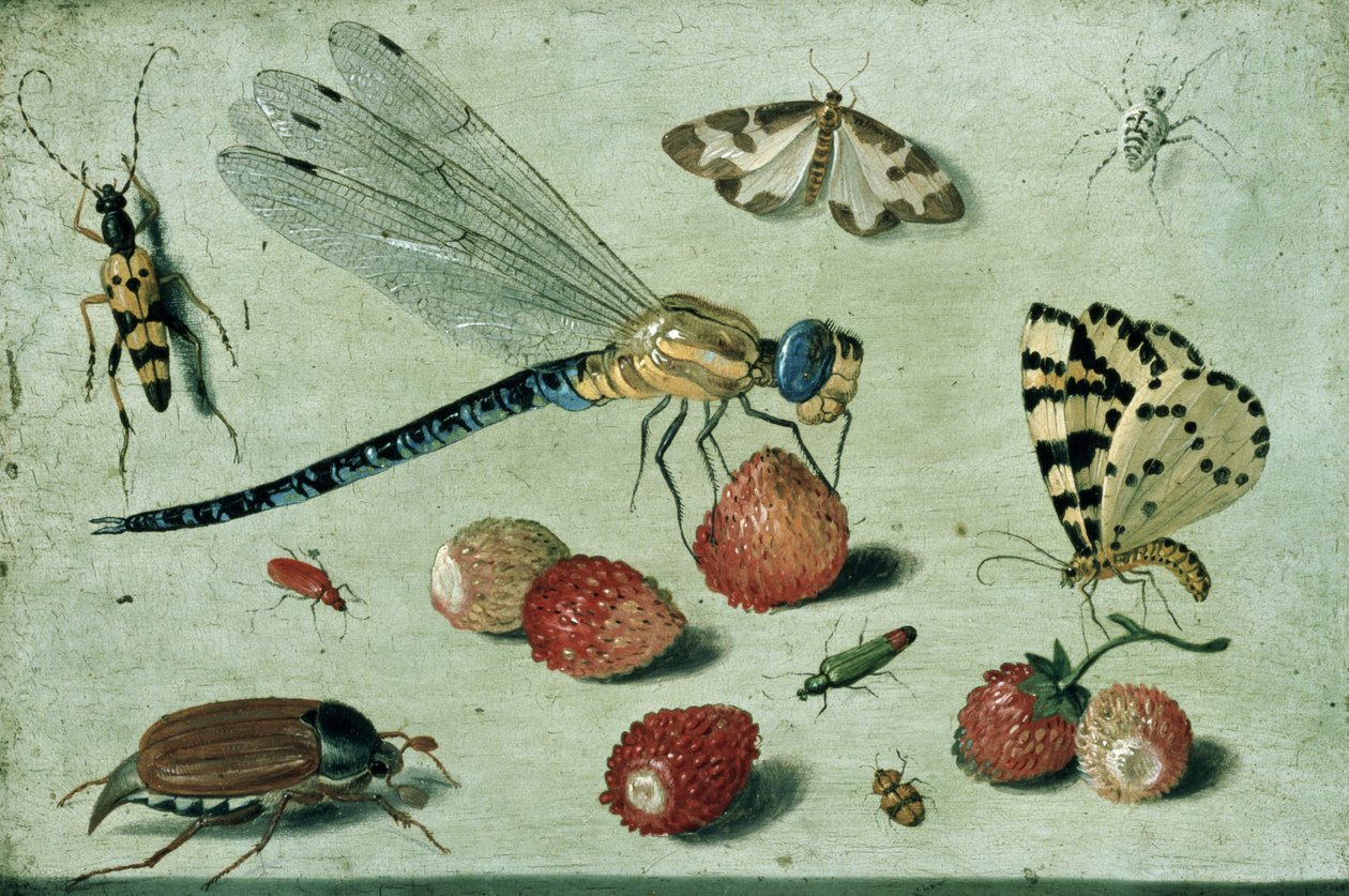 Egy sárkánylégy, két lepke, egy pók és néhány bogár, erdei szamócával, 17. század (olaj, réz) alkotó: Jan van Kessel the Elder